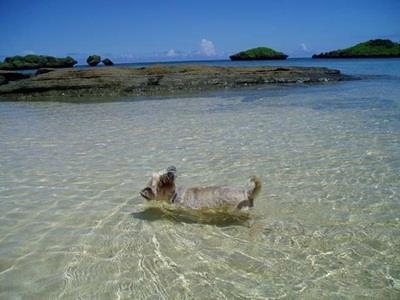 Hoshizuna Beachfront Coral Garden Bed & Breakfast Iriomote Island Exterior photo