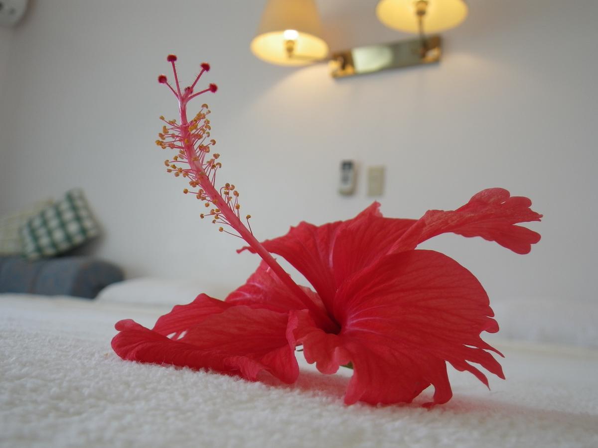 Hoshizuna Beachfront Coral Garden Bed & Breakfast Iriomote Island Exterior photo